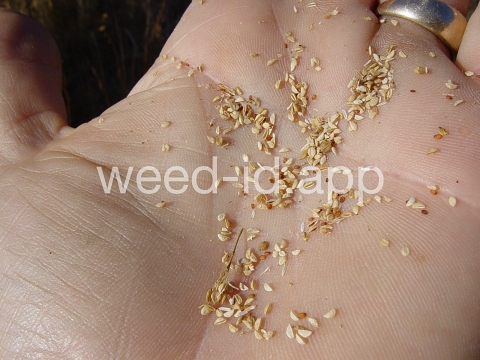 pepperweed, perennial